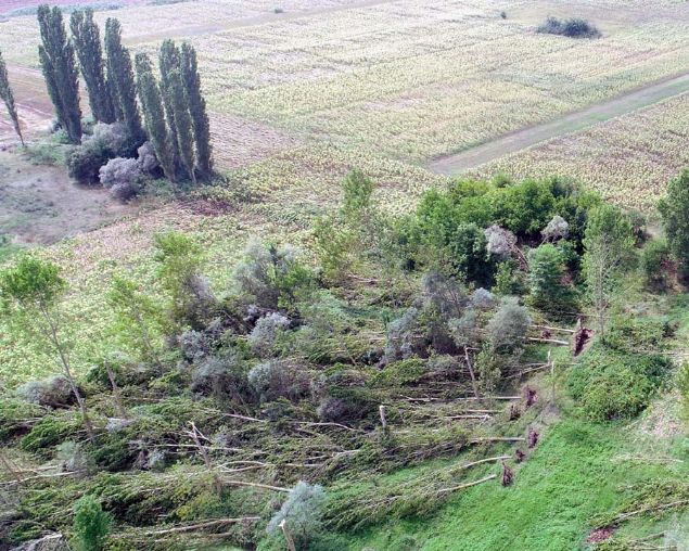 Hortumun 200 dekar arazide 30 yllk, 20 metre yksekliindeki dev kavak aalarn kknden kardn grdk' diye konutu.  