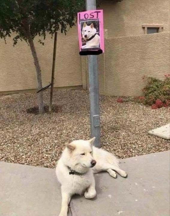 10. Kendi kay�p ilan�n�n alt�nda bulunan bu �irin k�pek.  