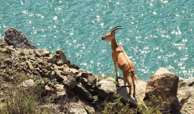 GRESUN'un ebinkarahisar ilesinde, nesli tkenmekte olduu iin koruma altnda bulunan engel boynuzlu da keilerinin yavrularyla birlikte zorlu yolculuklar grntlendi. 