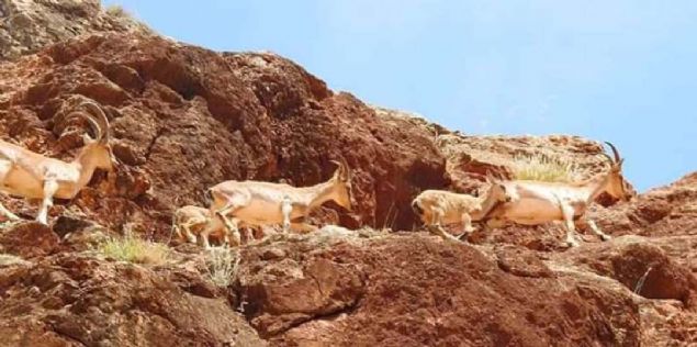 almalar sayesinde kei poplasyonun da art bekleniyor. 