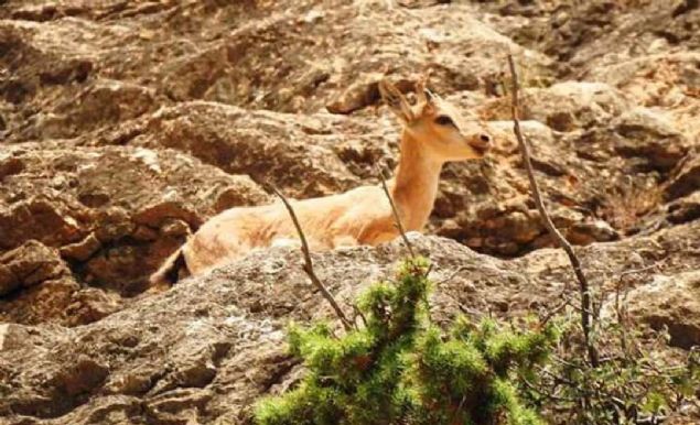 Giresun Doa Koruma ve Milli Parklar ube Mdrl, blgede da keilerinin neslinin korunmas ve gelitirilmesi iin zel alma yrtyor.  