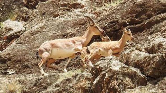 engel boynuzlu da keileri, yavrularyla yiyecek ararken sarp ve kayalk arazide yol ald. 