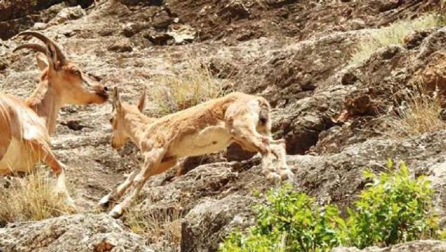 Dnya Doa Koruma Birliinin (IUCN) yaynlad Nesli Tkenme Tehlikesi Altnda Olan Trlerin Krmz Listesi'nde bulunan da keisi srs grntlendi. 