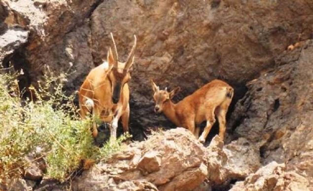 Kaya kartal, da keisi, tilki, domuz, boz ay ile kurtlara doal ortamnda rastlanlan ilede, 