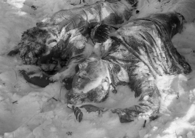 Ancak iddialar hzla rd. Genlerin bedeninde ve olay yerinde insan mcadelesi bata olmak zere kimsenin izlerine rastlanmad. Kald ki Mansi halk barl bir halk olmas ile biliniyordu.         