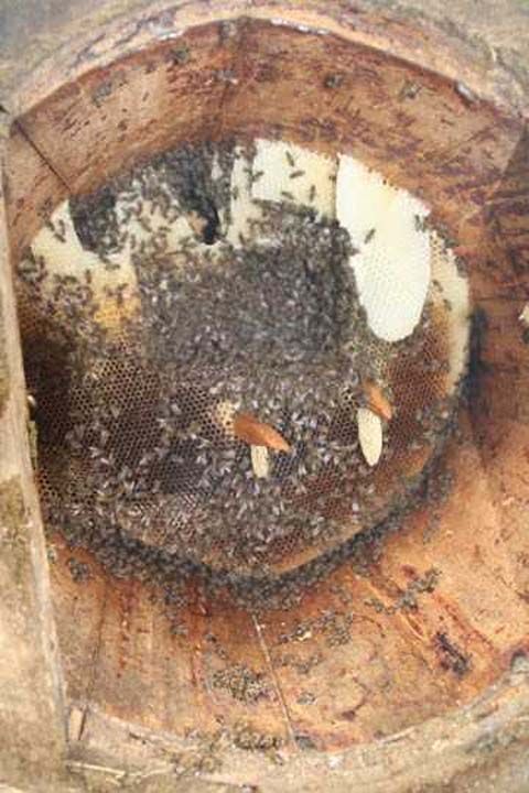 Baln en doal halinin olduu karakovanlarda ise sabrla retimin tamamlanmas bekleniyor. Bizde imdi sama baladk. Kilosunu 600 liradan sata sunacaz.   