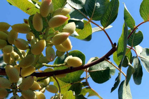 Hrszlarn bekisi olmayan arazilere aralarla ve silahlarla gelerek aataki btn fstklar topladn ifade eden nal, unlar syledi:  