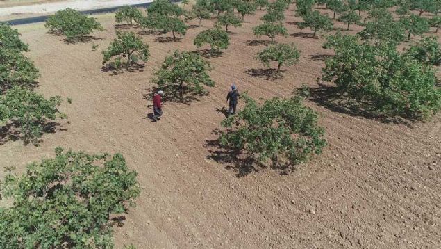 Biz pheli birilerini grnce ddk alyoruz, daha sonra uyar atei ayoruz.   <br><br>  Fstk ii Temmuz- Austos civarnda balayp Eyll aynda son buluyor biz de Aylk 3 bin, 3 bin 500 lira civar cret alyoruz' diye konutu. 