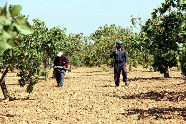 7/24 gerekirse uykusuz kalyoruz. Burada ok sknt ekiyoruz. Mal sahipleri burada yllarca emek vererek alyorlar. 