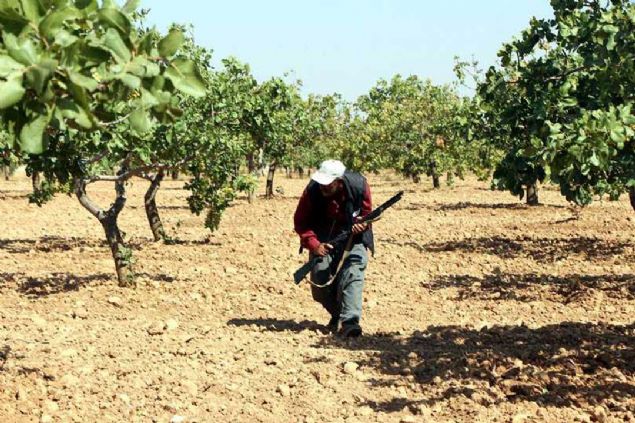 'Fstn yetimesi iin 15 yl bekliyoruz, yetitikten sonra da hrszlar gelip alyorlar. Bu nedenle biz de 220 dnmlk fstk arazimizi korumas iin beki tutuyoruz.  