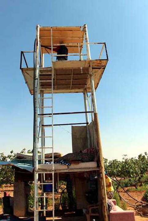 Gaziantep'te, 'yeil altn' denilen Antep fstnn hasad yaklatka tarlalardaki nlemler de artt.  <br><br>  Ellerinde av tfekleriyle 15-20 metre yksekliindeki gzetleme kulelerine kan bekiler, aalardaki mahsuln alnmamas iin gece- gndz nbet tutuyor.     