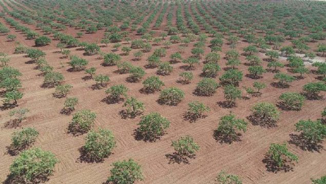 Karkam'ta yaklak 220 dnm fstk bahesi bulunan Mehmet nal, hrszlarla ba etmenin en iyi yolunun bekilerle almak olduunu belirtti.  