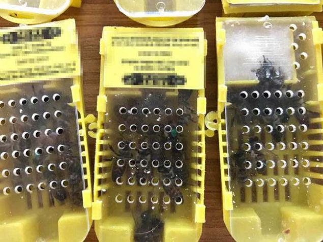 stanbul Kaaklk Sularyla Mcadele ube Mdrl ekipleri, canl hayvan kaaklnn nlenmesine ynelik yrtt alma kapsamnda 18 Temmuz'da Sabiha Gken Havaliman D Hatlar Terminali'nden rdn'e gidecek rdn uyruklu iki yolcunun st ve valizinde arama yapt. 