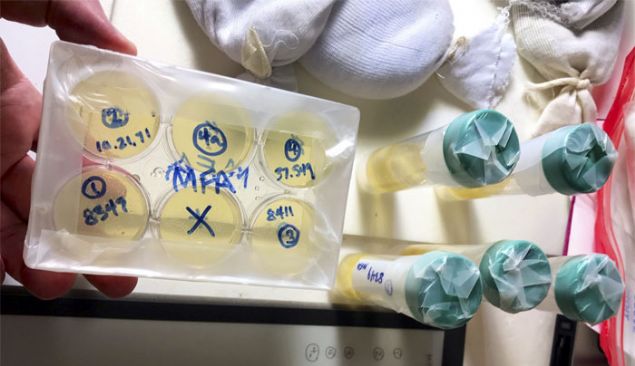 Seamus Blackley ve dier bilim insanlar bir yl boyunca seramik kaplardan rnek toplayarak iindeki mikroorganizmalar inceledi.   