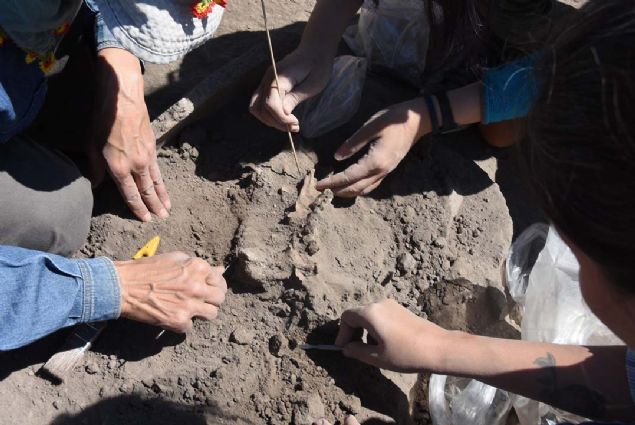 Yaklak 5 bin yllk insan ve hayvan iskeletlerinin de bulunduu kazlarda, yerleme plannn ortaya karldn ifade eden kaz bakan Do. Dr. Murat Trkteki,         