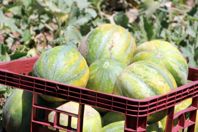 erisindeki ekirdeinin birbirine yapk, iri yumurta byklnde bir arada bulunmas dolaysyla barbtn ismi verilen kavunun tad hem muza hem de kavuna benziyor 