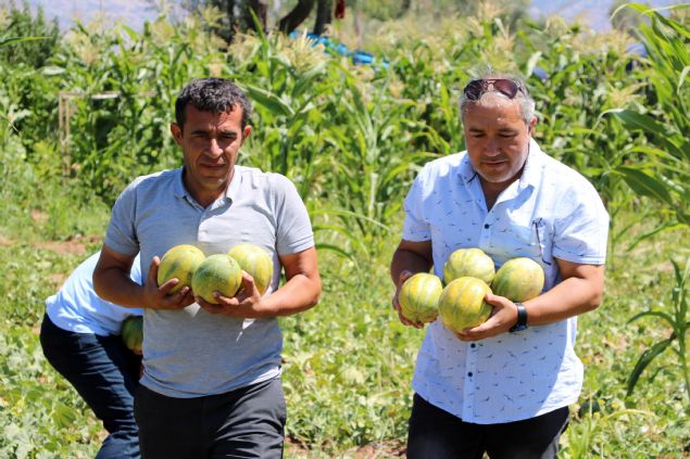 Geen yllara gre ekim alan daha da artrlan barbtn kavunun kilosu ise 2 ile 4 lira arasnda deiiyor 