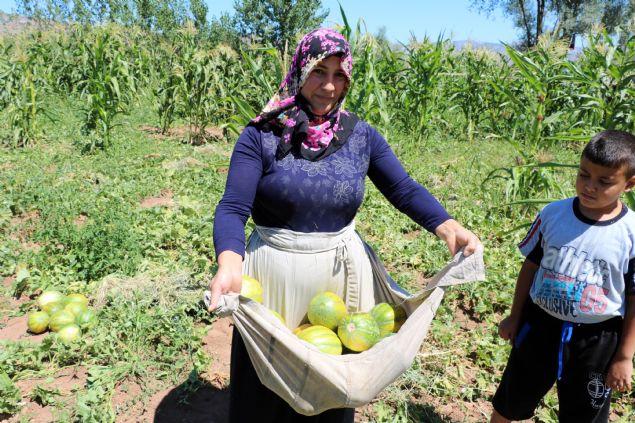 Pazar sknts olmayan barbtn kavununun stanbul, Ankara ve zmir gibi byk ehirlere de sat yaplyor.  