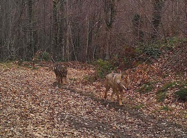 Bu �al��malar�n sonucunda yeni avlak sahalar�n�n daha etkin bir y�netimi ortaya ��kacak. Direkt olarak b�t�n sahan�n yaban hayat�na a��lmas� ya da avla�a a��lmas� yerine art�k daha spesifik, daha noktasal hayvan� ve t�r� koruyacak, s�rd�r�lebilirli�i sa�layacak alanlar tespit edilmi� olacak.  <br><br>  Fotokapan �al��malar�n�n T�rkiye genelinde artmas� �zellikle �nceden tespit edilemeyen t�rlerin de tespit edilebilmesini sa�lamaktad�r'  