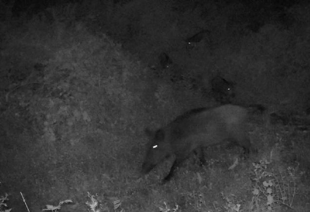 Fotokapanlara kurt, karaca, tilki, sansar, ay�, yaban domuzu, y�lk� atlar�, �akal, k�z�l geyik gibi hayvanlar�n g�r�nt�lerinin yans�d���n� anlatan Evcin, hayvanlar�n g�nl�k aktivitelerini takip ettiklerini vurgulad�.  