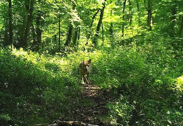 Kastamonu �niversitesinin ge�ti�imiz y�l itibar�yla ormanc�l�k ve tabiat turizmi alan�nda ihtisas �niversitesi oldu�una i�aret eden Evcin, 'Bu ba�lamda yaban hayat� �al��malar�n� daha da art�rd�k. Bu nedenle yaban hayat� anlam�nda yeni yakla��mlar farkl� y�ntemler deniyoruz. Bunlardan bir tanesi modelleme.  <br><br>  Avlak sahalar�n�n y�netimi ve yaban hayat� sahalar�n�n belirlenmesinde modellemeleri kullan�yoruz' dedi.  