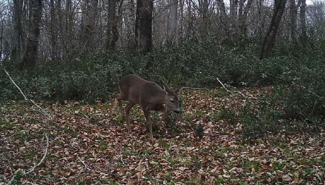 Ekolojik modelleme yapmak i�in fotokapan ve GPS'li tasmalardan yararland�klar�n� belirten Evcin, �unlar� anlatt�:   <br><br>  'Bu �ekilde hem hayvan�n ekolojisini tespit ediyoruz hem de yaban hayat�na mensup her hayvan t�r� i�in farkl� farkl� sahalar belirleyebiliyoruz.  <br><br>  Yaban hayvan�n�n tercih etmesi gereken sahalar� yaban hayat� sahalar� olarak belirleyip buralar� koruma zonlar�, �ekirdek zonlar� ve av yap�labilecek sahalar olarak belirliyoruz.   <br><br>  Bunun i�in GPS'li tasmalar ve fotokapanlardan yararlan�p modellememizi yap�yoruz.  