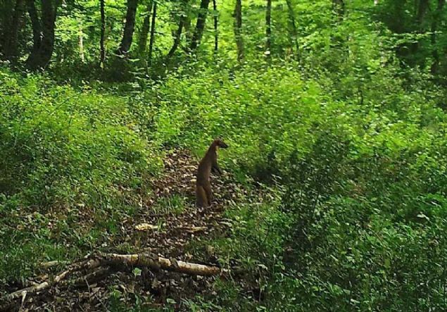 Kastamonu �niversitesi Orman Fak�ltesi Dr. ��retim �yesi ve proje koordinat�r� �zkan Evcin, yapt��� a��klamada, Bat� Karadeniz B�lgesi'nde fotokapanlar ve GPS'li tasmalar yard�m�yla yaban hayat�n� izlediklerini belirtti.  