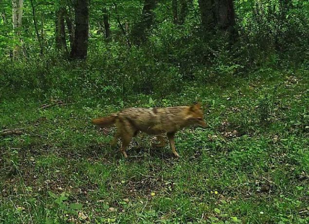 Fotokapan ve GPS'li tasma �al��malar�n� Bat� Karadeniz B�lgesi'nde s�rd�rd�klerini kaydeden Evcin, bu �ekilde yaban hayvanlar�n� �rk�tmeden bir�ok tespit yap�labildi�ini aktard�.   <br><br>  Evcin, �al��malar�n sadece Bat� Karadeniz i�in de�il, t�m T�rkiye i�in �nem ta��d���n� ve �al��malar� s�rd�receklerini s�zlerine ekledi. 