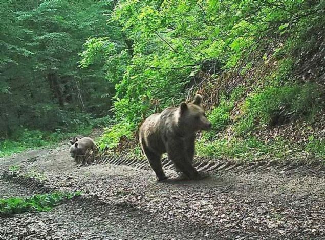 Bu verilerden yola ��k�larak yaban hayat�yla ilgili modellemelerle, yaban hayat� korunuyor ve avlak sahalar� belirleniyor.  
