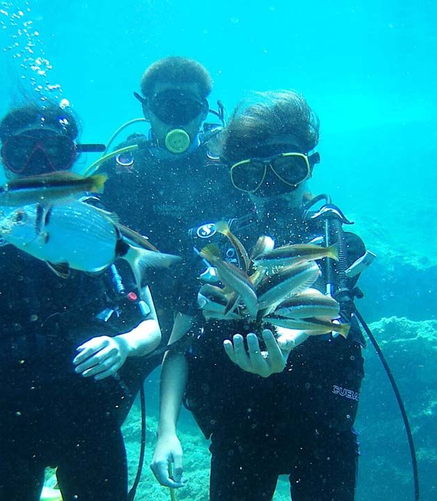 Dal merkezi yneticisi Selim Konya, AA muhabirine, yaklak 10 yldr su alt turizminde faaliyet gsterdiklerini syledi.    