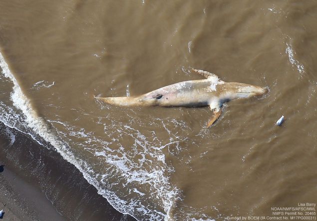 Sahile vuran dev bir atal kuyruklu balina (fin balinas), vin yardmyla karaya ekildi   