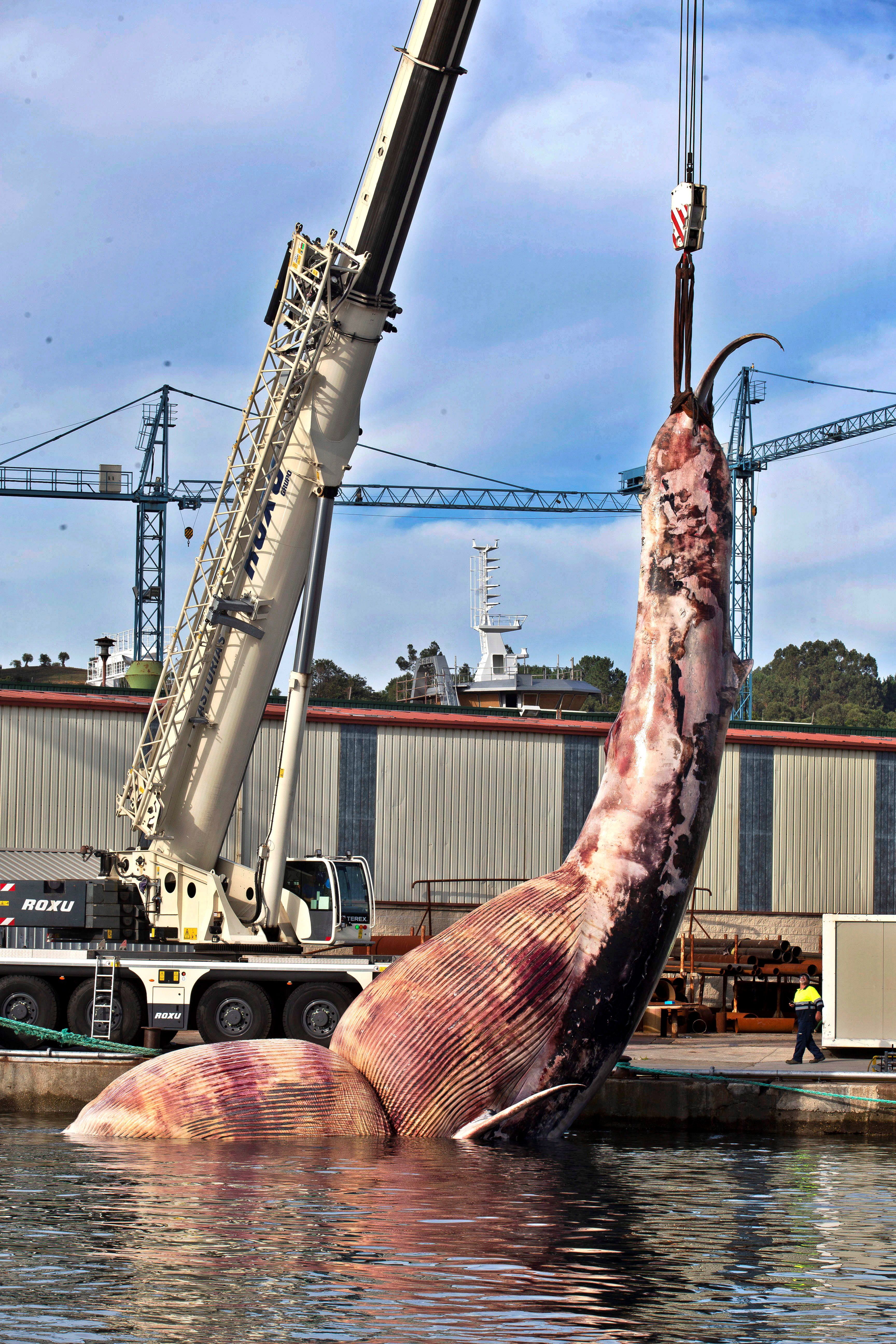  lk olarak 25-30 ton arla sahip olduu dnlen balinann 75 tonluk bir dev olduu renildi.   