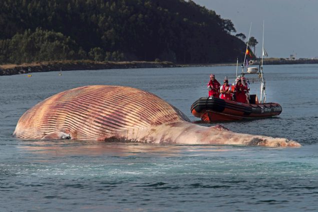 Yine dii fin balinalarnn ortalama arl 50,5 ton olarak, erkeklerin ise ortalama 38,5 ton olarak kayda getii biliniyor. 