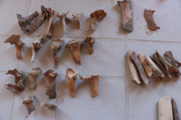 Toplamda 3 bine yakn irili ufakl hayvan kemii bulduk. Bunlardan 1500'nden fazlas keiye ait. Kentin ekonomisinin keiler sayesinde ayakta kaldn gryoruz.   <br><br>  Keilerin hem etinden hem derilerinden yararlandklarn dnrsek, kentin geim kaynanda keilerin nemli bir rol aldn anlyoruz. Biz buradan aldmz DNA rnekleriyle; gnmzdeki keileri karlatracaz. Gnmzde eski rklardan kalan keilerin olup olmadn ortaya karacaz' dedi.   