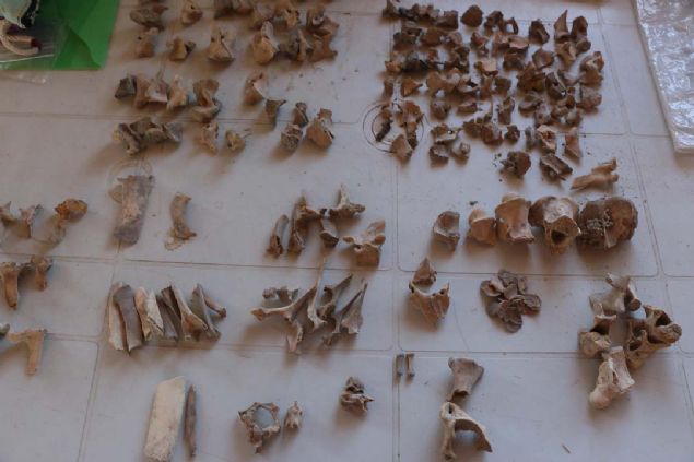 GNMZ CANLILARIYLA BALANTISI ARATIRILACAK  <br><br>  Hedeflerinin buradan alnan kei kemiklerinin DNA analizini yapmak ve buradan kacak sonuca gre antik dnemdeki rklar tespit etmek olduunu belirten Do. Dr. Sezgin,  