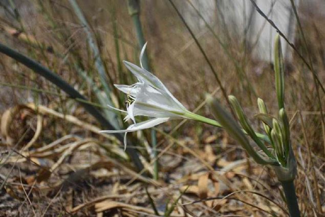 Havalarn snmasyla birlikte Bodrum ve Data kylarnda amaya balayan kum zamba, ilede tatilini geiren yerli ve yabanc turistlerin beenisini topluyor.  