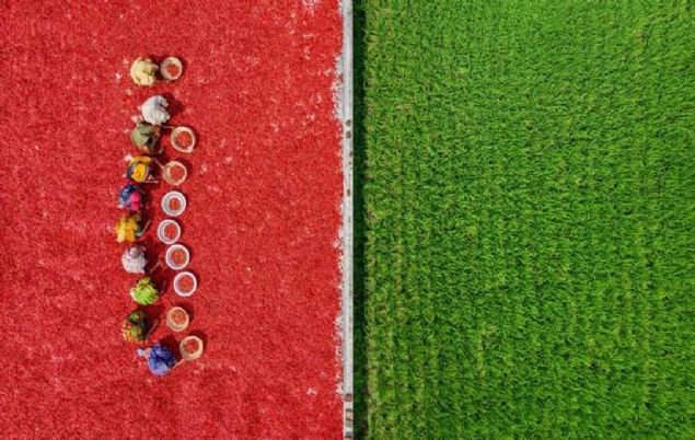 Sariakandi, Banglade�  <br><br>  K�rm�z� biber ve pirin� tarlalar�.    