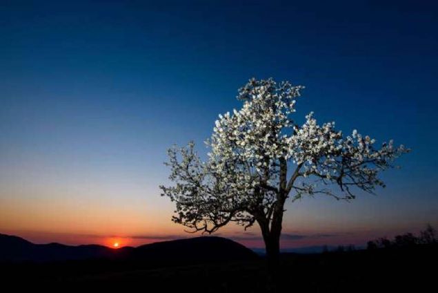 Somoskő, Macaristan  <br><br>  G�n bat�m�nda bir kiraz a�ac�. 