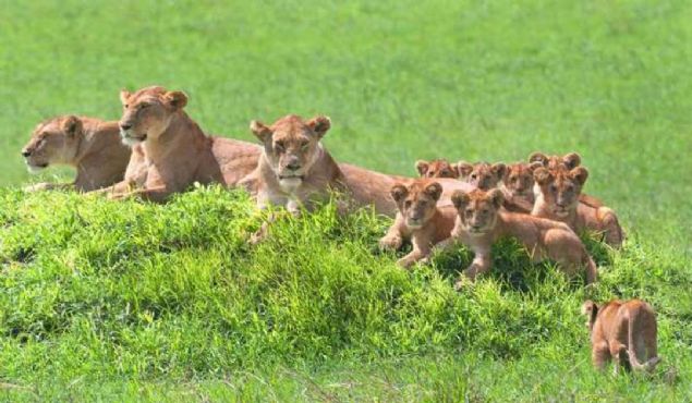Serengeti Ulusal Park�, Tanzanya  <br><br>  Serengeti'de bir aslan ailesi.      