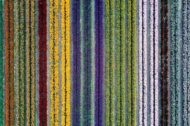 Grevenbroich, Almanya  <br><br>  Lale tarlalar�.    