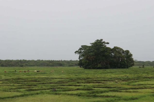 Senegal'in g�neyindeki Kazamans (Casamance) b�lgesinde tarihi y�zy�llar �ncesine dayanan ve bug�n geleneksel olarak varl���n� s�rd�ren Oussouye Krall���, orman�n i�iresinde, k�rm�z� kaftanl� ve kavuklu, aya��nda sadece �orap bulunan ve taht yerinde taburede oturan Kral Sibilumbai Diedhiou taraf�ndan y�netiliyor.            