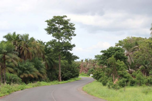 Animist inanca g�re, kral veraset yoluyla de�il erdemli �zelliklerine g�re ruhlar taraf�ndan belirlenip ihtiyar heyetine tebli� edilerek se�iliyor.       