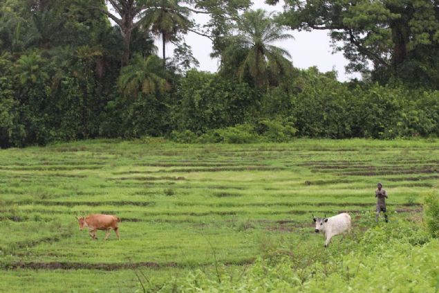Oussouye halk�, animist gelenek ve rit�elleri uygulayan erk olarak g�rd�kleri Krallar�ndan, do�adaki i�aretleri okuyarak animist Tanr� Ata Emit ve ruhlar� ile ileti�imde olmas�n�, onlar�n mesajlar�n� kendilerine iletmesini bekliyor.         