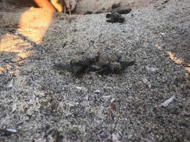 Turgutreis'te bulunan Gn Batm Plaj'nda nceki gn akam saatlerinde sahilde bulunan vatandalar ezlonglarn arasnda yavru caretta caretta olduunu fark etti.   <br><br>  Nesli tkenme tehlikesiyle kar karya olan caretta caretta cinsi deniz kaplumbaalarnn yumurtadan karak ezlonglarn arasnda denize ilerlemeye almas sahilde bulunanlar akna evirmiti.    