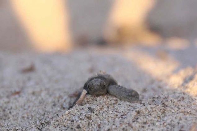 Sahilde denize giren ve yry yapan yerli, yabanc turistler nce yetkililerin ne yaptna anlam veremedi. Sonra kaplumbaalar kumun altndan kmaya balaynca aknlklarn gizleyemediler.   