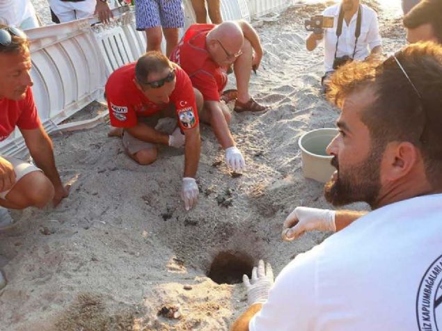 Yavru caretta carettalarn Bodrum'da grlmesinin ardndan DEKAMER yetkilileri yavrularn kt plaja gelerek incelemelerde bulundu.   