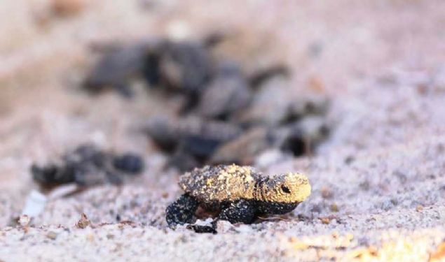 Bodrum'da ilk kez grlen yavru caretta carettalar DEKAMER'i harekete geirdi. Nesli tkenme tehlikesinde olan kaplumbaa yavrularnn imdadna yetien DEKAMER ve AKUT ekipleri, yavru kaplumbaalar kumun iinden kararak denize brakt.    