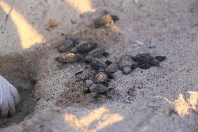 AKUT Bodrum ekibinden nder nl ise her zaman yaral carretta carettalar DEKAMER'e ulatrdklarn ve Bodrum'da ilk kez carreta carreta yuvas ktn ifade etti.   