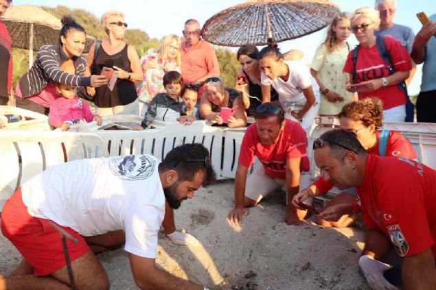 Bodrum'da nceki gn ezlonglarn arasnda yumurtalarndan kan yavru caretta carettalar aknla neden olmutu.    
