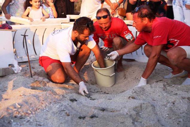 Yetkililer 20 caretta carettay suya kavuturdu. 15 kaplumbaa ise DEKAMER yetkilileri tarafndan Dalyan'daki aratrma merkezine gtrld.   <br><br>  Yetkililer kalan 15 kaplumbaann ise 2 gn iinde suya salnacan bildirdi. DEKAMER saha sorumlusu enol Menzek, Bodrumda ilk kez carreta caretta yumurtalarna rastladklarn ve doan kaplumbaalar denize sa salim ulatrdklarn belirtti.    